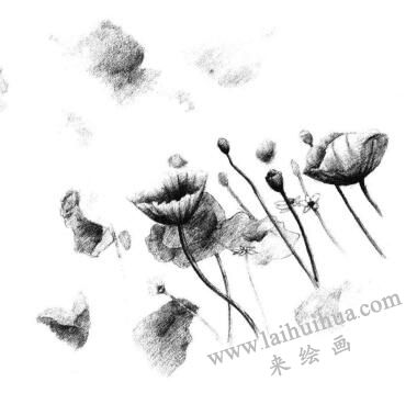 虞美人素描畫法步驟09