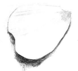 玫瑰花瓣素描畫(huà)法步驟03