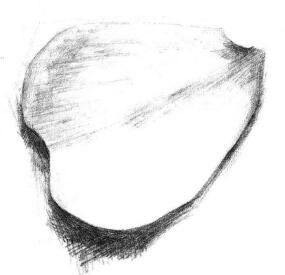 玫瑰花瓣素描畫(huà)法步驟05