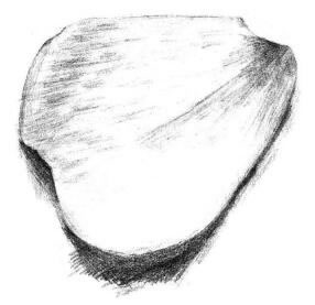 玫瑰花瓣素描畫(huà)法步驟06