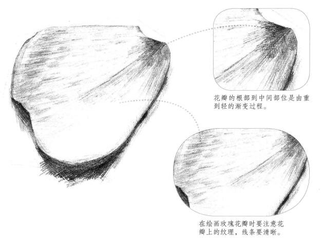 玫瑰花瓣素描畫(huà)法