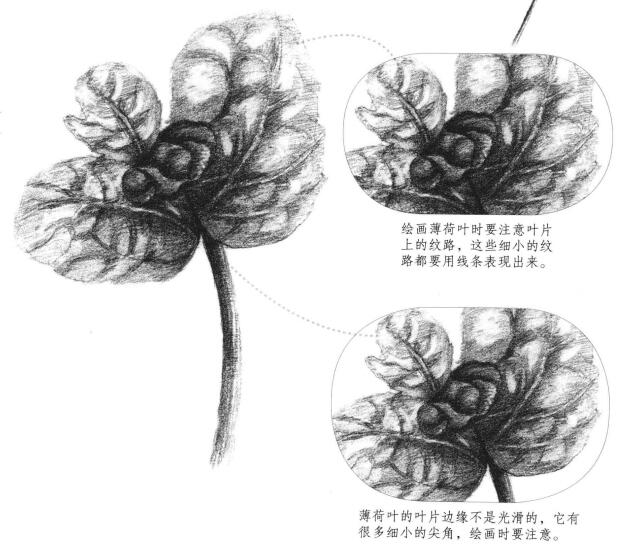 薄荷葉素描畫法