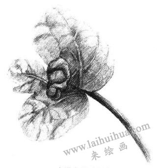 清涼薄荷葉素描畫法步驟05