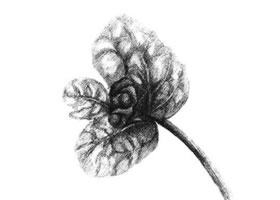 薄荷葉素描畫法