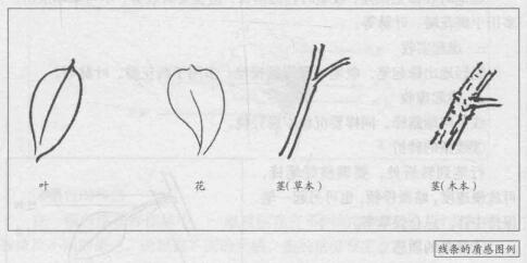 花卉的白描畫法：線條的質(zhì)感圖例