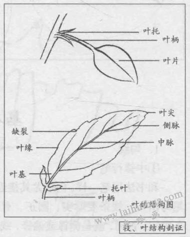 白描花卉的基本筆法：枝、葉結(jié)構(gòu)剖證
