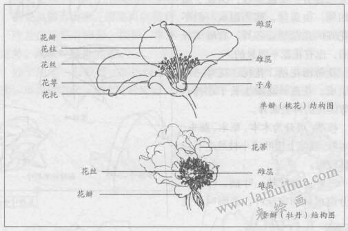 白描花卉的基本筆法：重瓣（牡丹）結(jié)構(gòu)圖