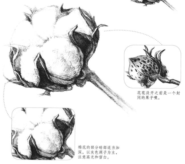 棉花素描畫(huà)法