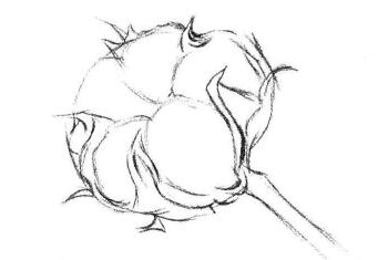 棉花素描畫(huà)法步驟02