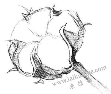 棉花素描畫(huà)法步驟03