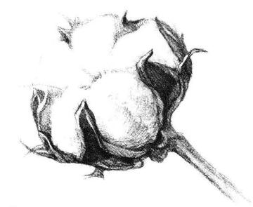 棉花素描畫(huà)法步驟04