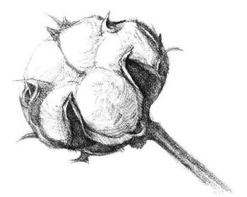 棉花素描畫(huà)法步驟05