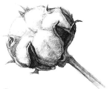 棉花素描畫(huà)法步驟06