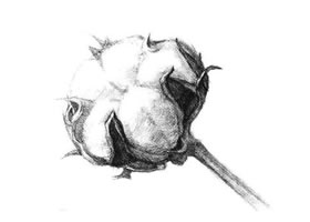 棉花素描畫法