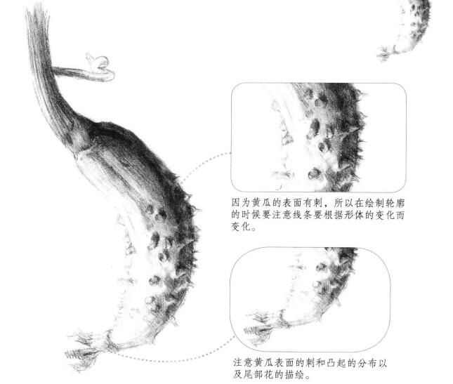 黃瓜素描畫(huà)法（一）