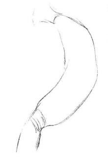 黃瓜素描畫(huà)法步驟01