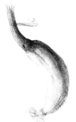 黃瓜素描畫(huà)法步驟05