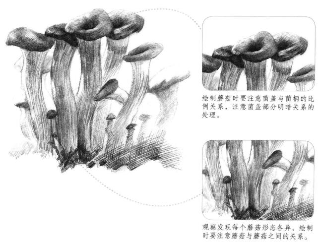 蘑菇素描畫法步驟