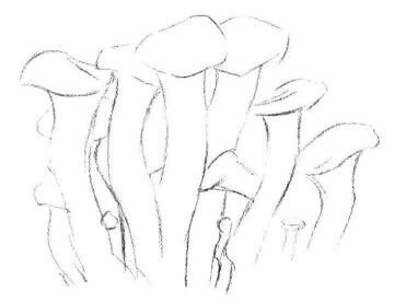 蘑菇素描畫法步驟01