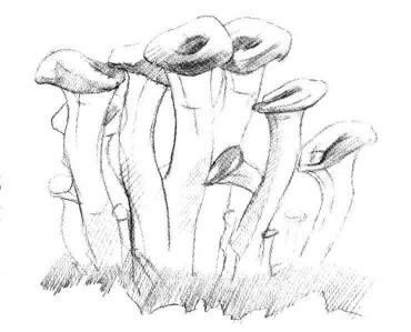 蘑菇素描畫法步驟03
