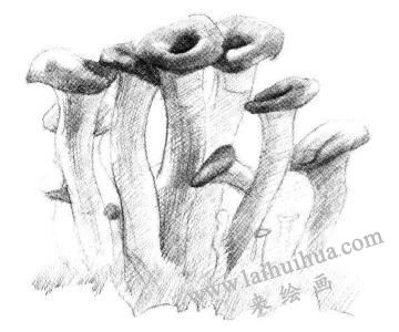 蘑菇素描畫法步驟04