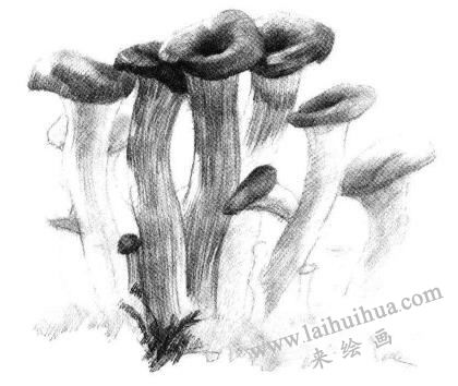 蘑菇素描畫法步驟05