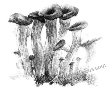 蘑菇素描畫法步驟06
