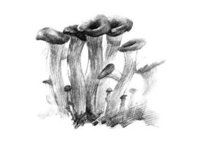 蘑菇素描畫法步驟