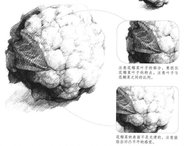 花菜素描畫法