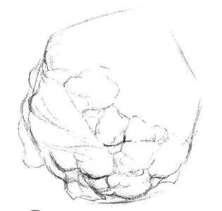 花菜素描畫法步驟02