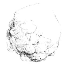 花菜素描畫法步驟03