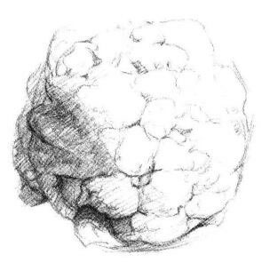 花菜素描畫法步驟04