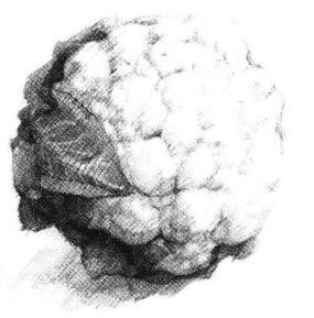 花菜素描畫法步驟07