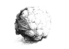 花菜素描畫法