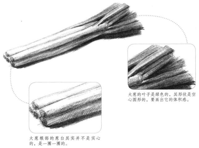 大蔥的素描畫法