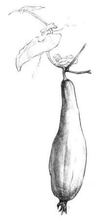絲瓜素描畫法步驟04