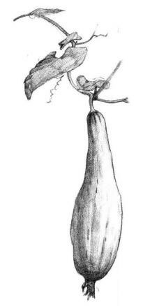 絲瓜素描畫法步驟05