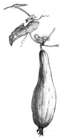 絲瓜素描畫法步驟06
