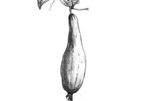 絲瓜素描畫法