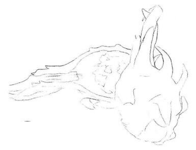 火龍果素描畫法步驟02