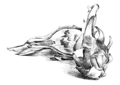 火龍果素描畫法步驟5