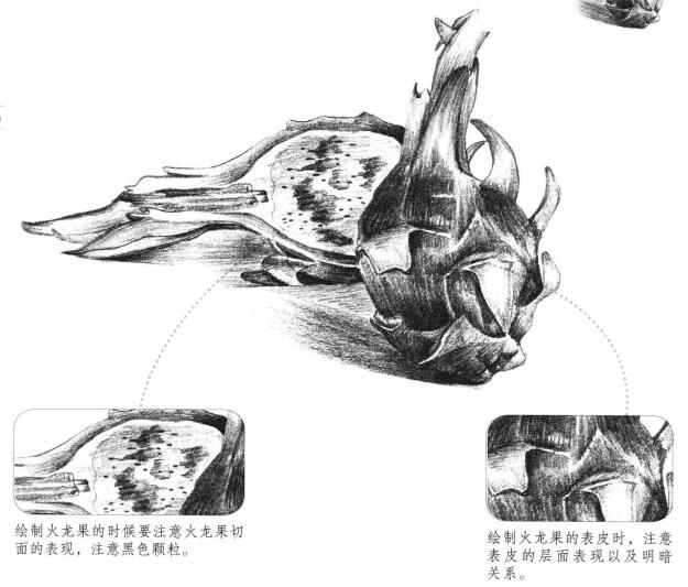 火龍果素描畫法（一）