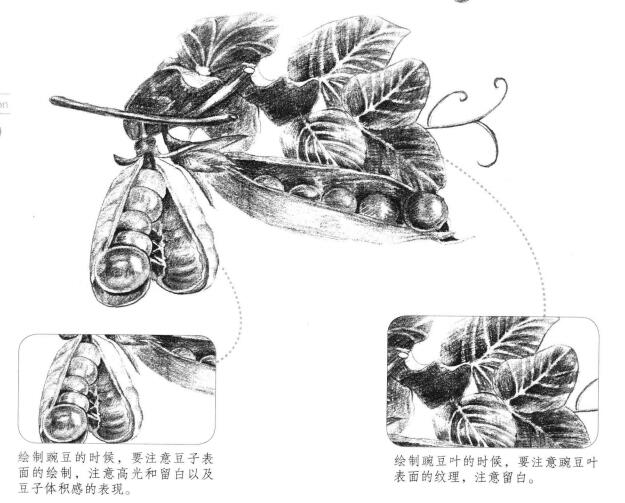 豌豆素描畫(huà)法