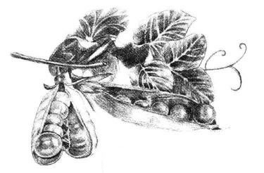 豌豆素描畫(huà)法步驟07