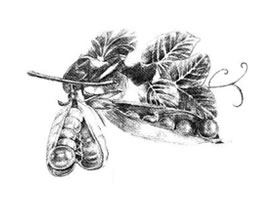 豌豆素描畫法