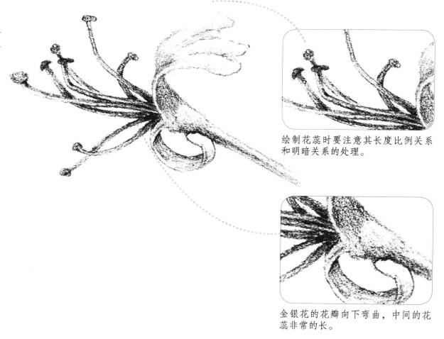 金銀花花瓣素描畫法