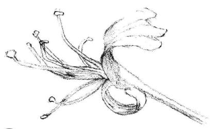 金銀花花瓣素描畫法步驟03