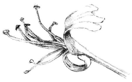 金銀花花瓣素描畫法步驟04