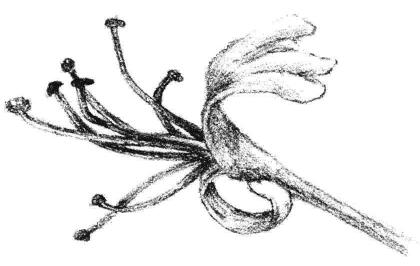 金銀花花瓣素描畫法步驟05