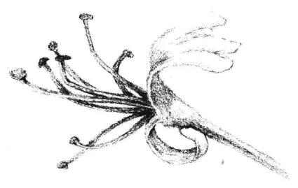 金銀花花瓣素描畫法步驟06